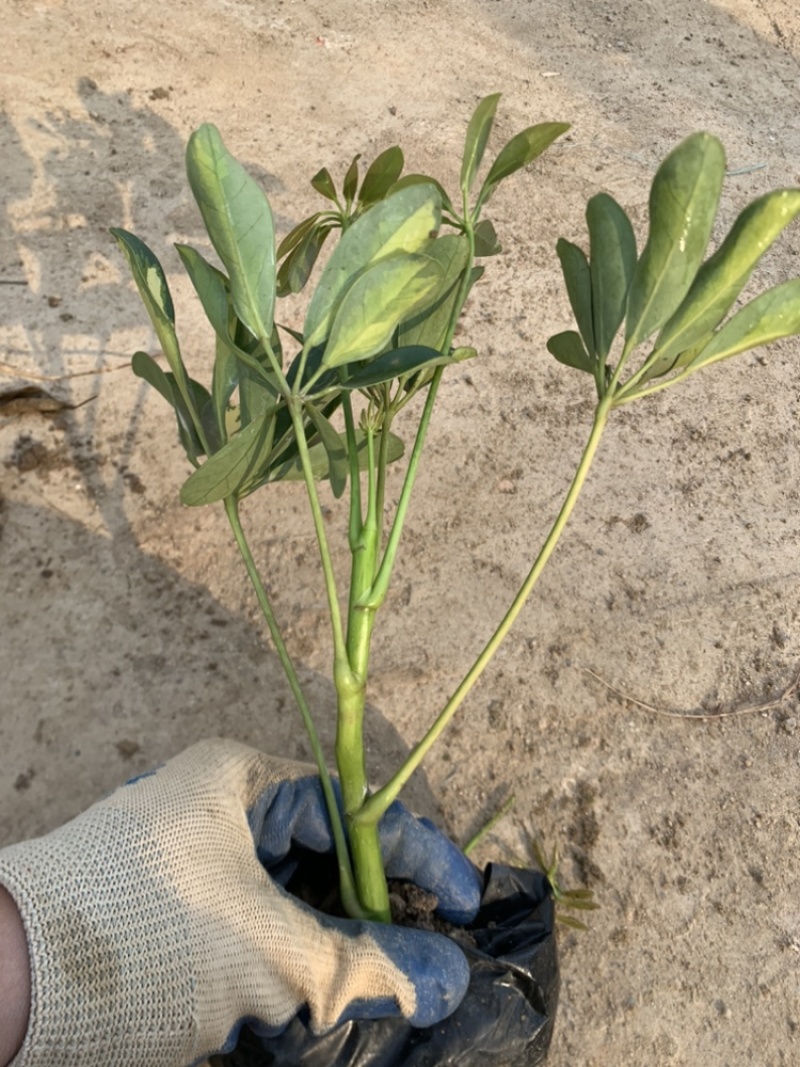鸭脚木鹅掌柴一手货源基地直销