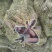 大量出售山药下脚料