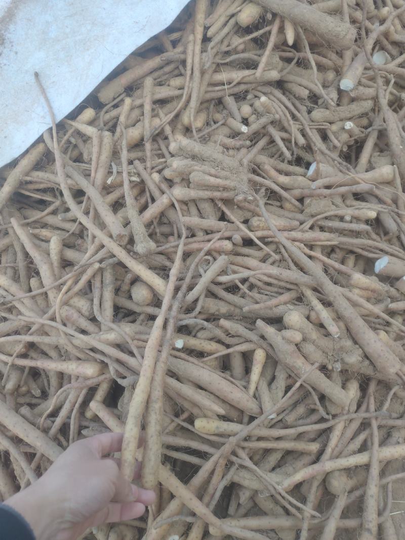 大量出售山药下脚料