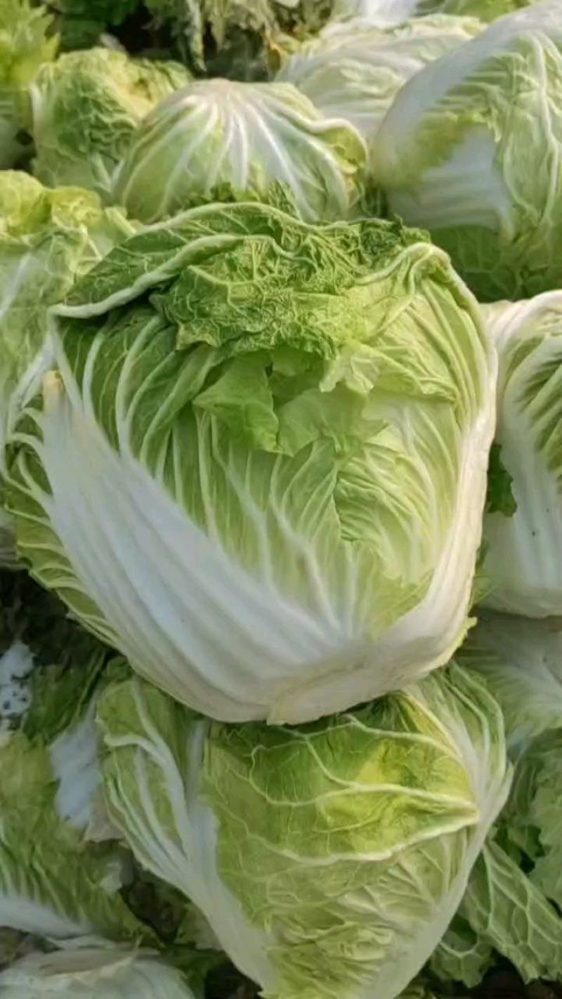 河南开封通许大白菜毛菜质量好价格不贵规格能挑不烧心无黑点干净