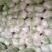 河南开封通许大白菜毛菜质量好价格不贵规格能挑不烧心无黑点干净
