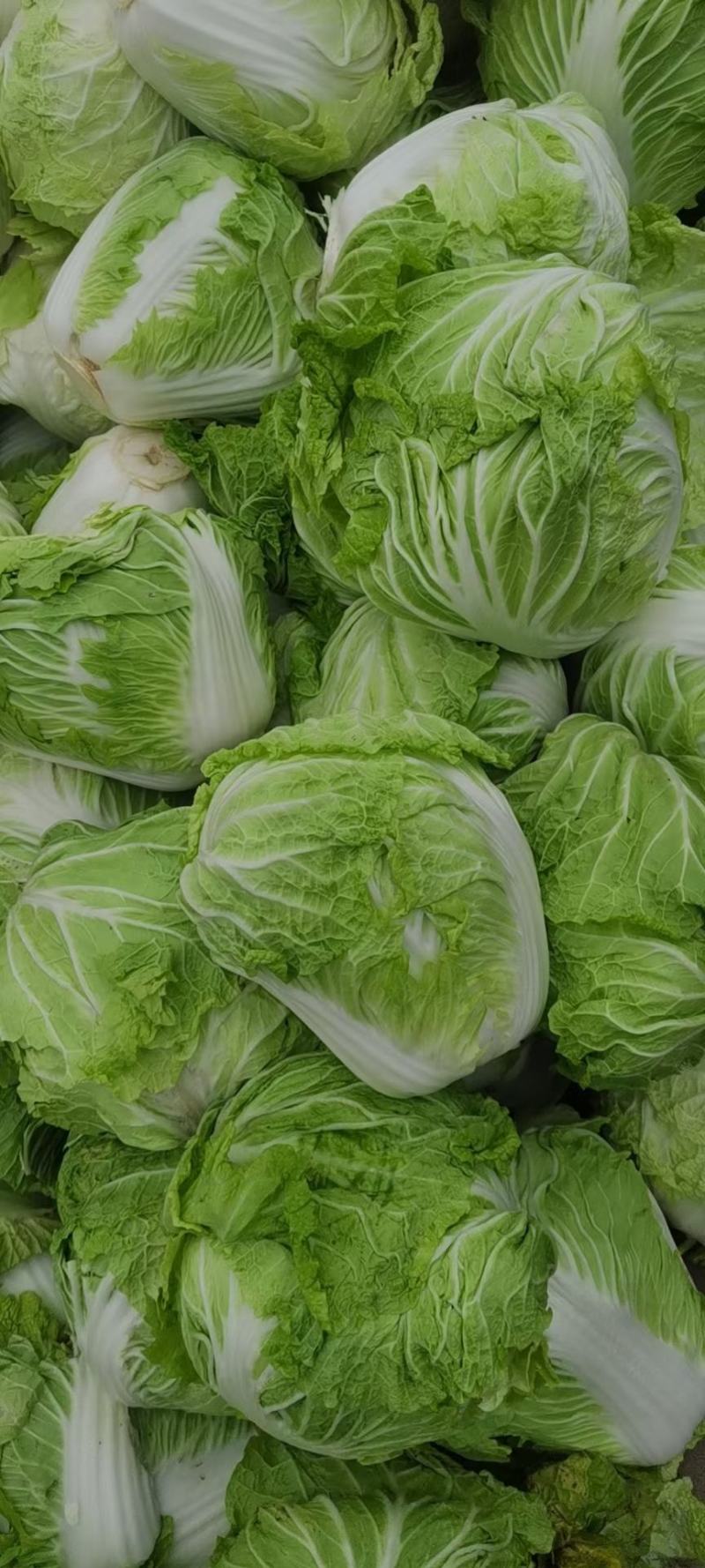 河南开封通许大白菜毛菜质量好价格不贵规格能挑不烧心无黑点干净