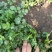 现挖带根香菜嫩新鲜蔬菜河南周口芫荽香料食材调味火锅菜