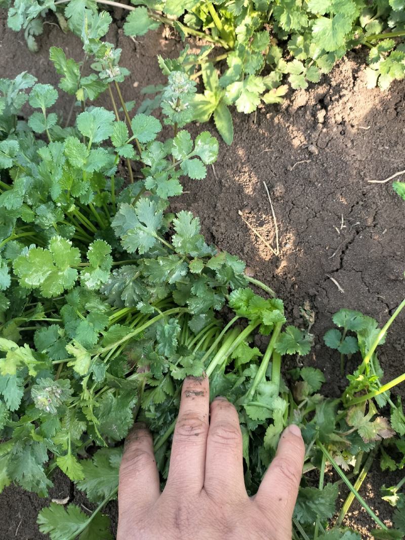 现挖带根香菜嫩新鲜蔬菜河南周口芫荽香料食材调味火锅菜