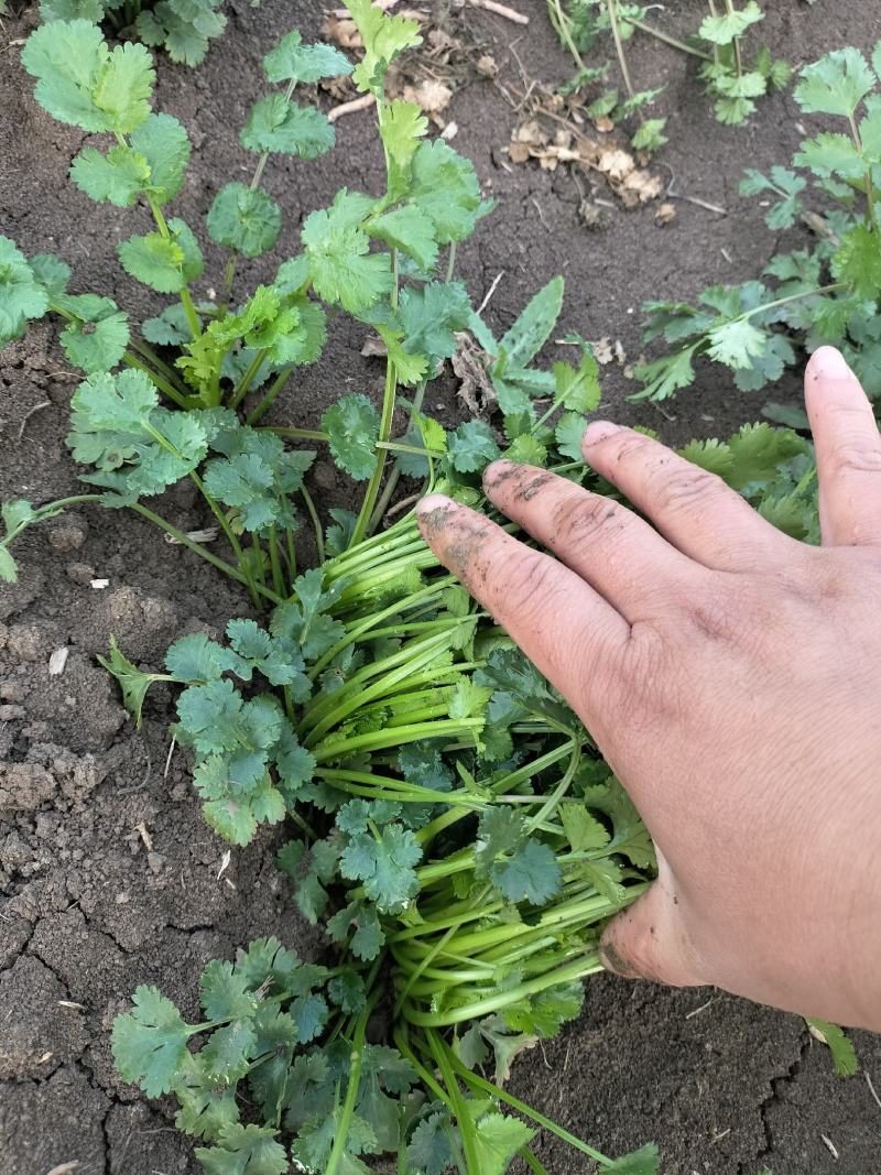 现挖带根香菜嫩新鲜蔬菜河南周口芫荽香料食材调味火锅菜