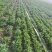现挖带根香菜嫩新鲜蔬菜河南周口芫荽香料食材调味火锅菜