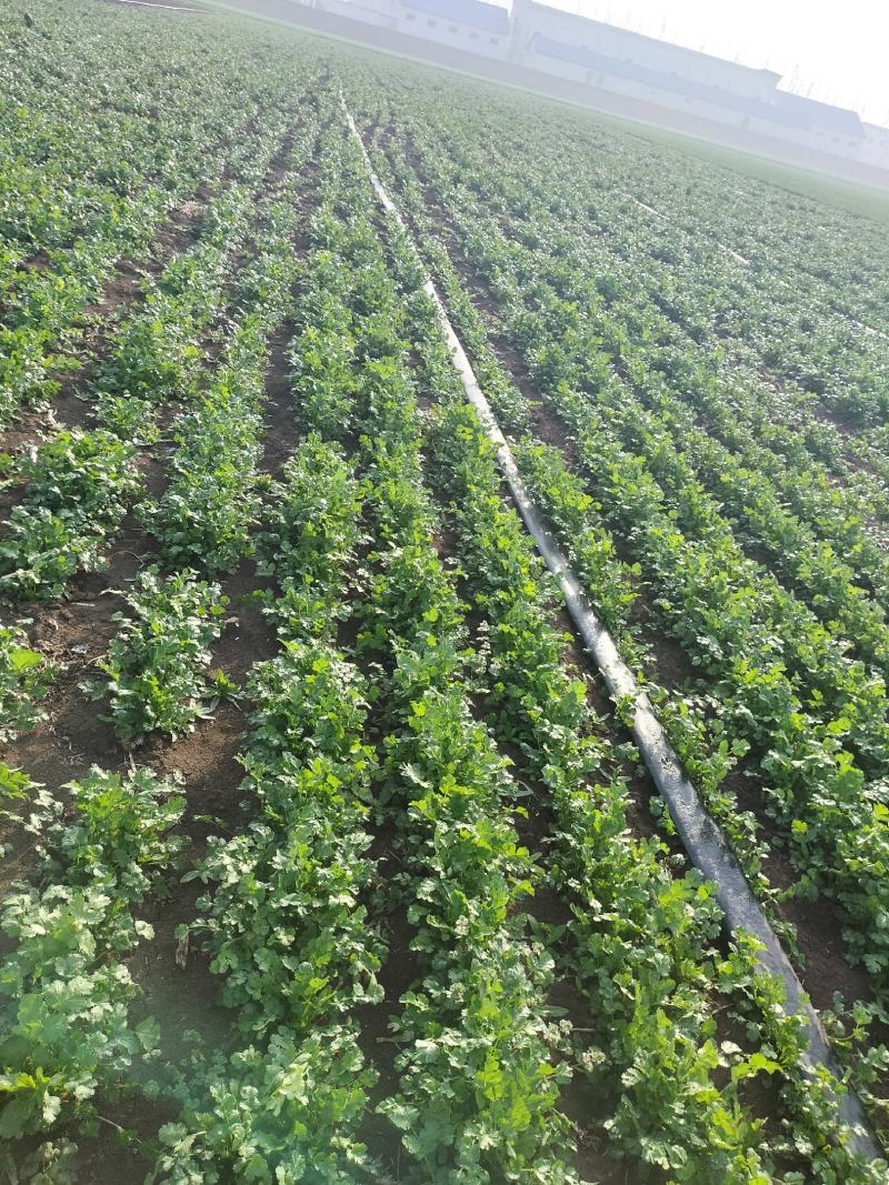 现挖带根香菜嫩新鲜蔬菜河南周口芫荽香料食材调味火锅菜