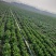 现挖带根香菜嫩新鲜蔬菜河南周口芫荽香料食材调味火锅菜