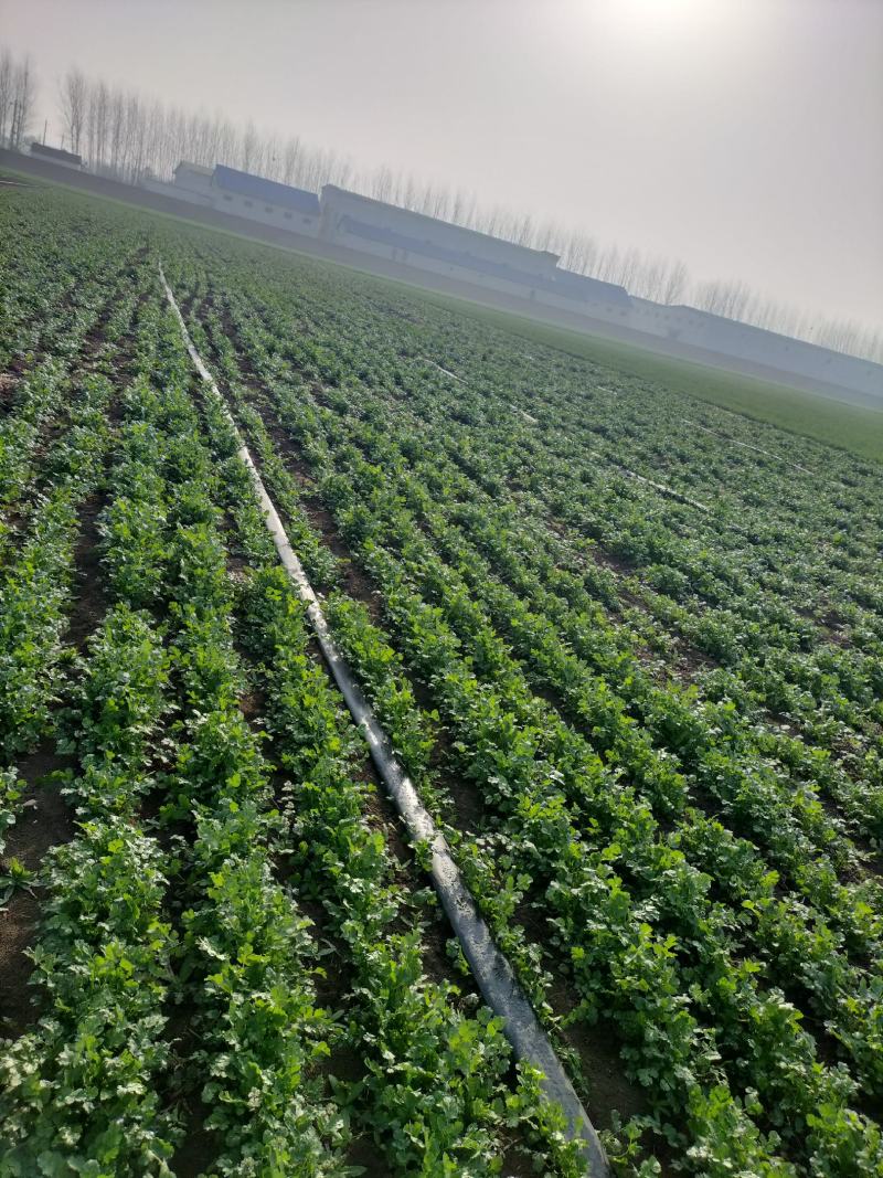 现挖带根香菜嫩新鲜蔬菜河南周口芫荽香料食材调味火锅菜