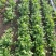 现挖带根香菜嫩新鲜蔬菜河南周口芫荽香料食材调味火锅菜