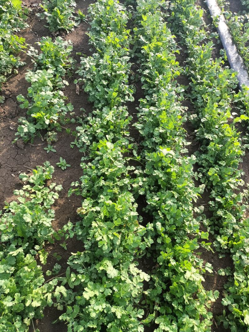 现挖带根香菜嫩新鲜蔬菜河南周口芫荽香料食材调味火锅菜