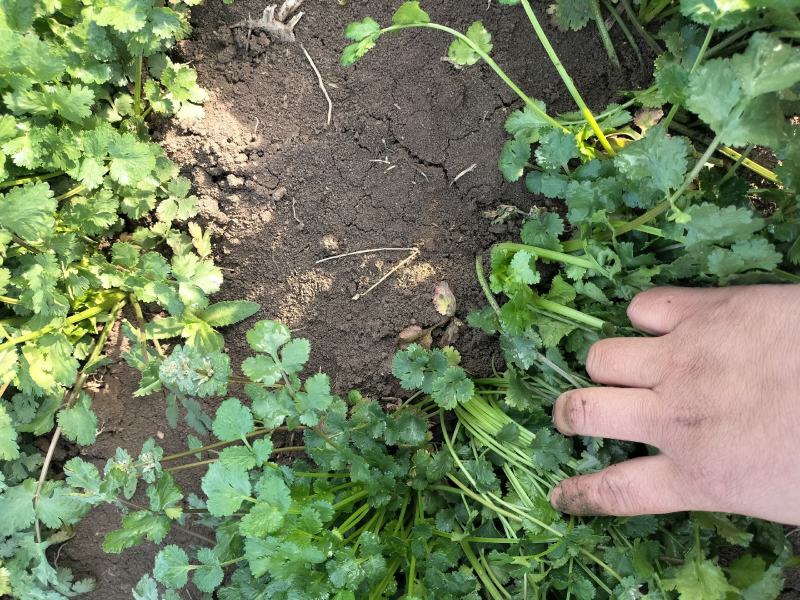 现挖带根香菜嫩新鲜蔬菜河南周口芫荽香料食材调味火锅菜