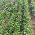 现挖带根香菜嫩新鲜蔬菜河南周口芫荽香料食材调味火锅菜