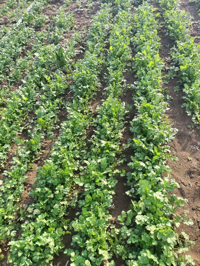 现挖带根香菜嫩新鲜蔬菜河南周口芫荽香料食材调味火锅菜