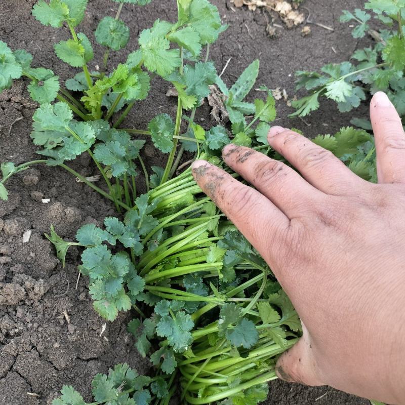 现挖带根香菜嫩新鲜蔬菜河南周口芫荽香料食材调味火锅菜