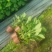 盆花绣球绿化绣球苗圃直供
