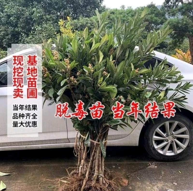 枇杷苗，大量出售大五星枇杷树2一8公分优质果苗