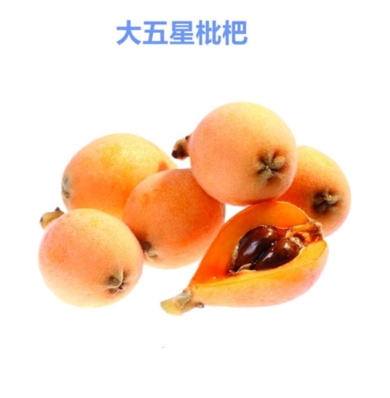 枇杷苗，大量出售大五星枇杷树2一8公分优质果苗