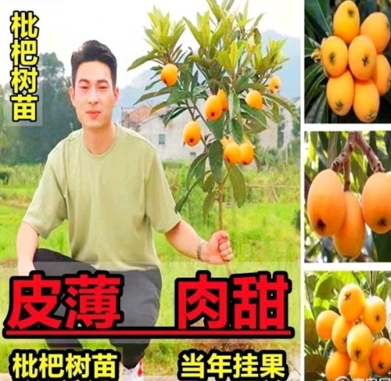 枇杷苗，大量出售大五星枇杷树2一8公分优质果苗