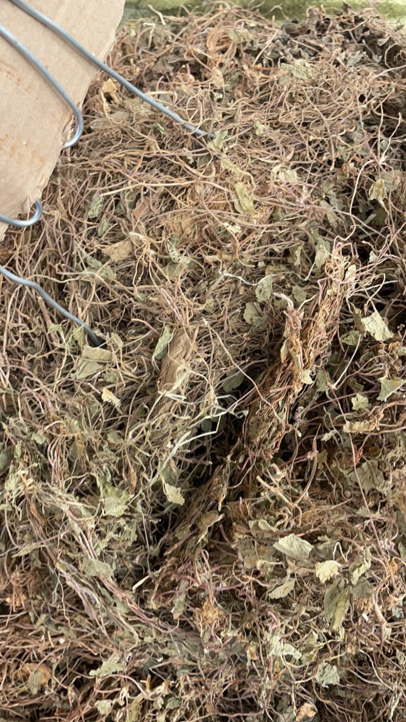 雷公根批发零售中药材一斤起发量大从优一件代发