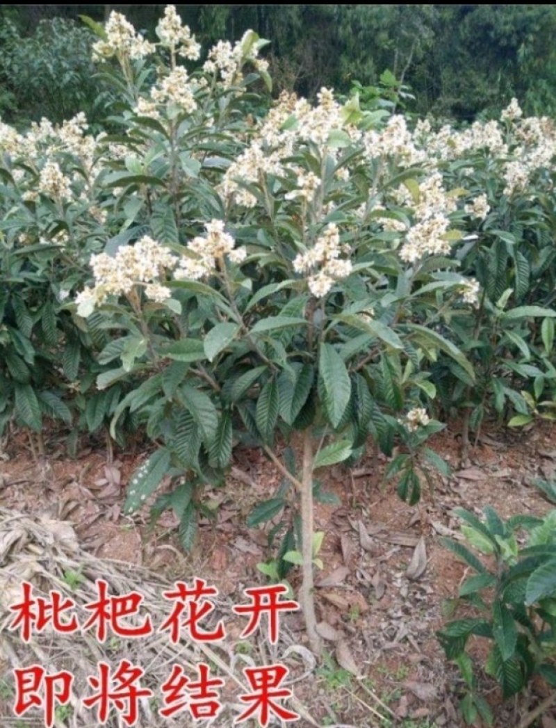 枇杷苗，大量出售大五星枇杷树2一8公分优质果苗