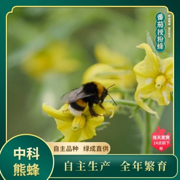 中科熊蜂番茄授粉群带王高效授粉熊蜂【厂家直发】