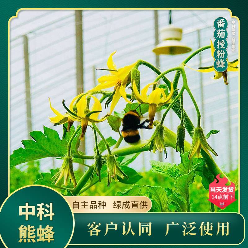 中科熊蜂番茄授粉群带王高效授粉熊蜂【厂家直发】