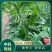 中科熊蜂番茄授粉群带王高效授粉熊蜂【厂家直发】