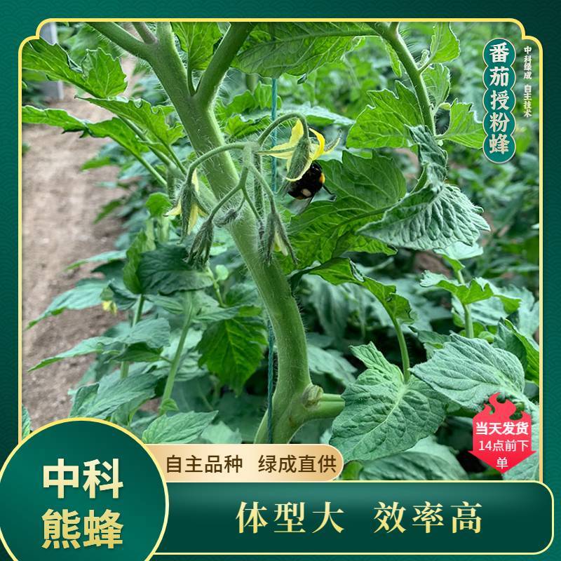 中科熊蜂番茄授粉群带王高效授粉熊蜂【厂家直发】