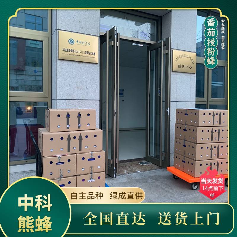 中科熊蜂番茄授粉群带王高效授粉熊蜂【厂家直发】