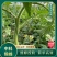 中科熊蜂番茄授粉群带王高效授粉熊蜂【厂家直发】