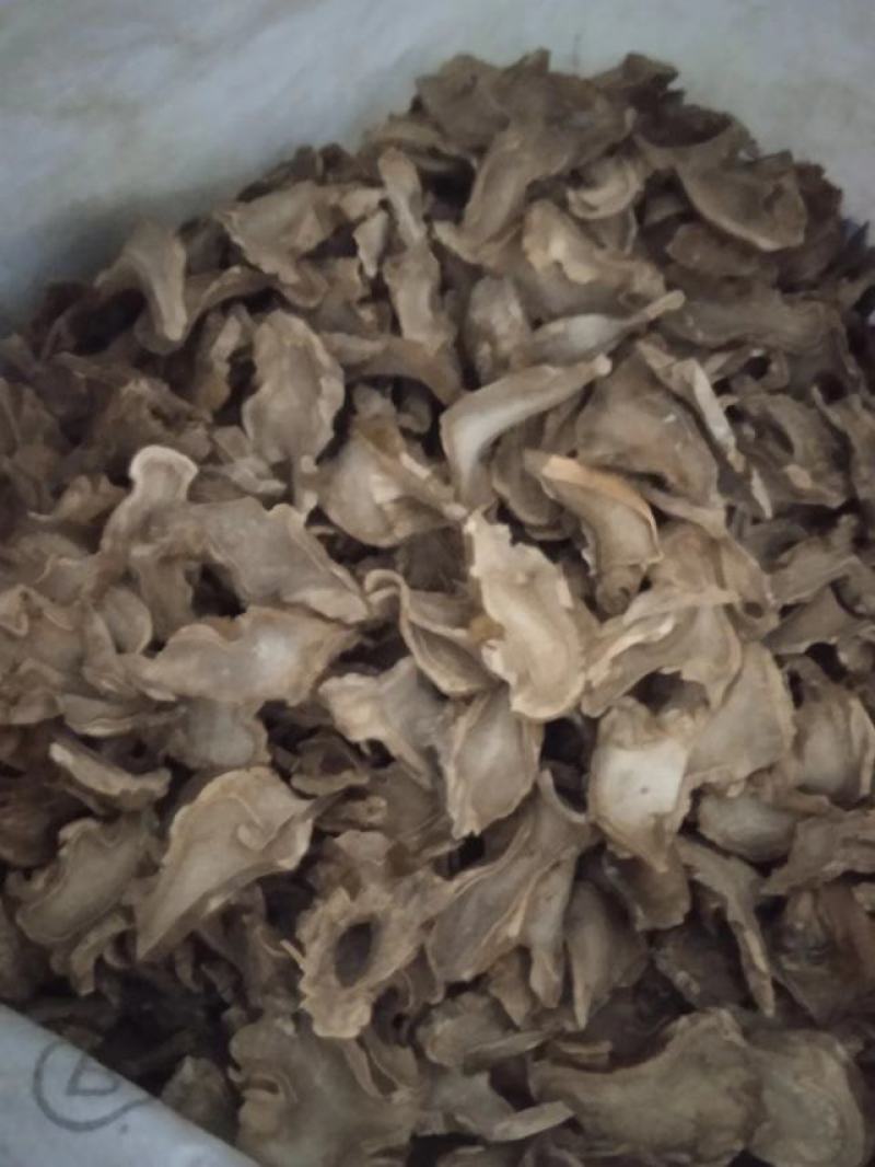 广西野生黄狗头干片