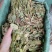 狸尾草羊咩草猫尾草