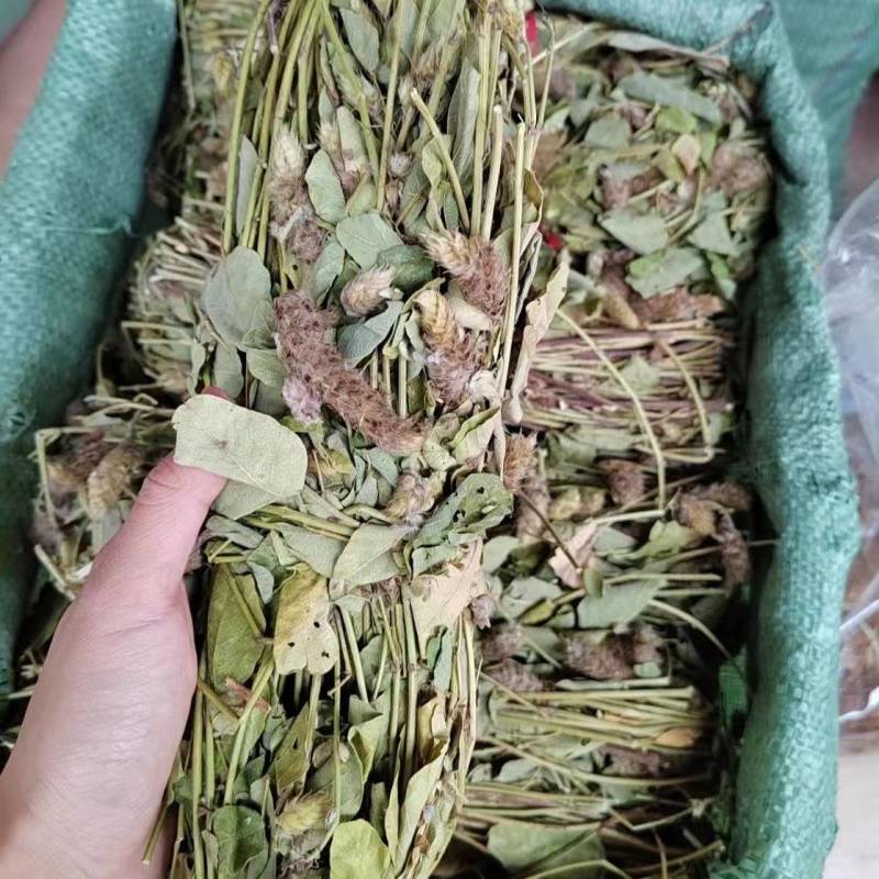狸尾草羊咩草猫尾草
