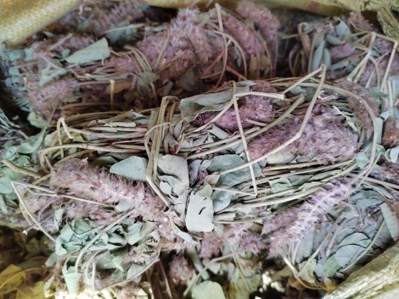 狸尾草羊咩草猫尾草