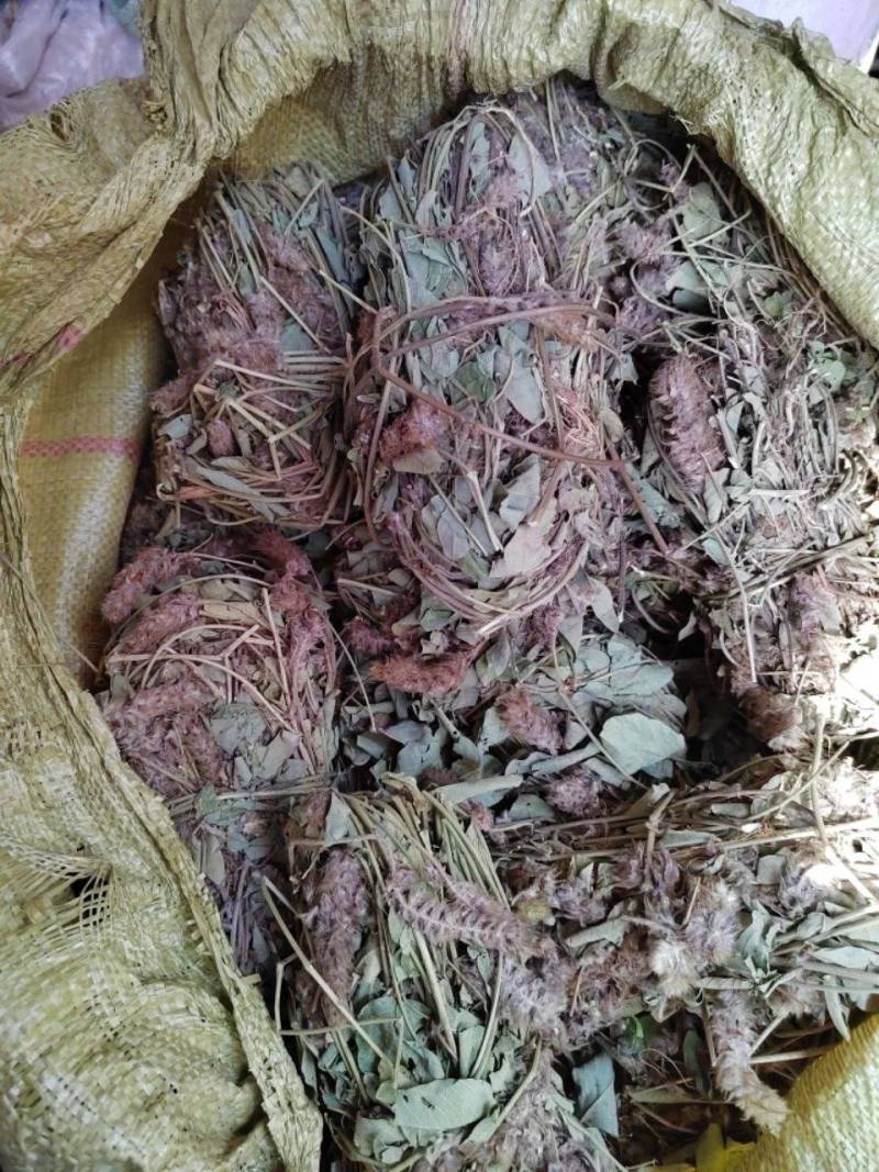 狸尾草羊咩草猫尾草