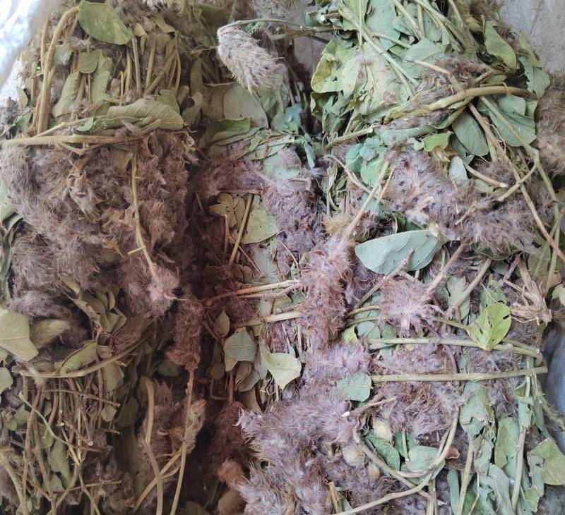 狸尾草羊咩草猫尾草