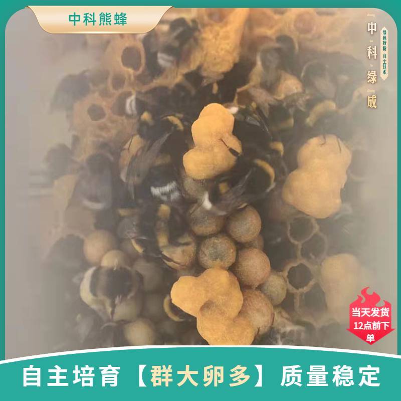中科熊蜂通用授粉群带王优质授粉熊蜂【厂家直发】