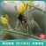 中科熊蜂通用授粉群带王优质授粉熊蜂【厂家直发】