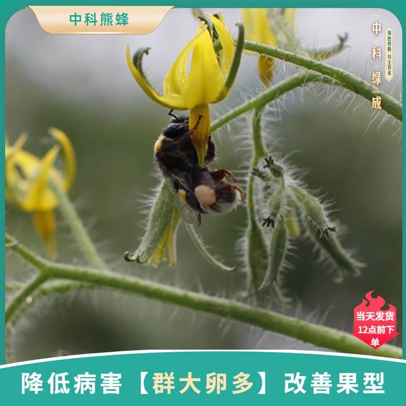 中科熊蜂通用授粉群带王优质授粉熊蜂【厂家直发】