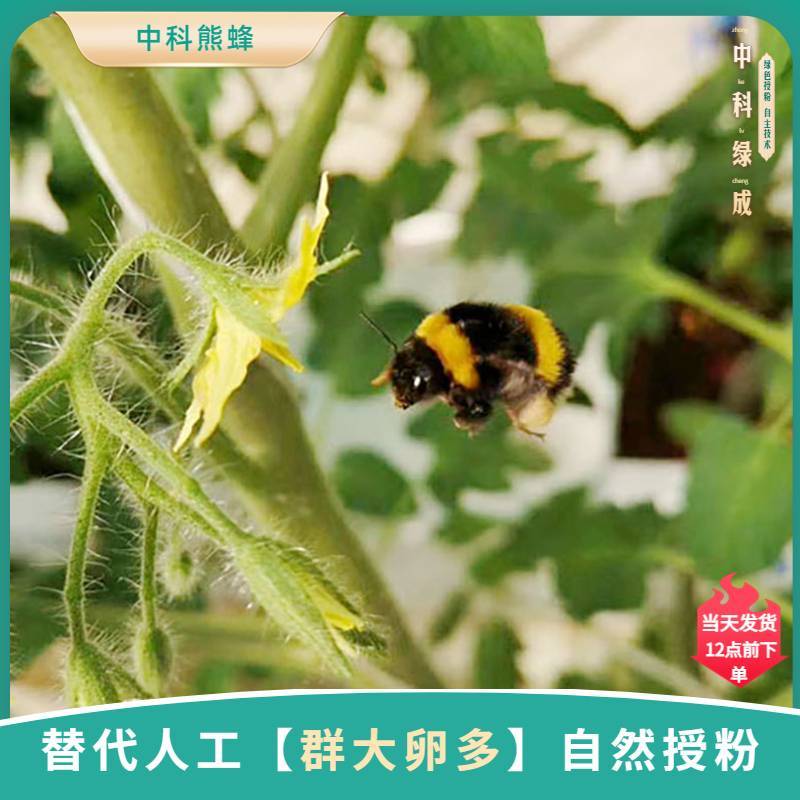 中科熊蜂通用授粉群带王优质授粉熊蜂【厂家直发】