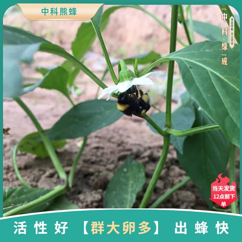 中科熊蜂通用授粉群带王优质授粉熊蜂【厂家直发】