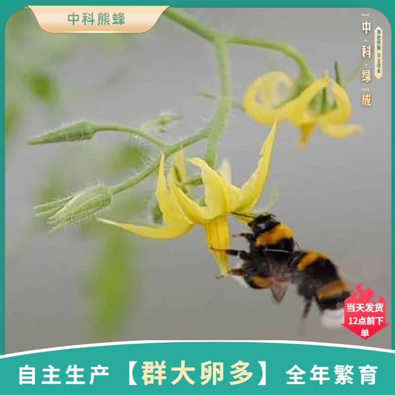 中科熊蜂通用授粉群带王优质授粉熊蜂【厂家直发】