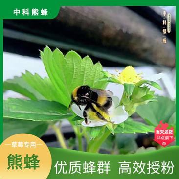 中科熊蜂草莓授粉熊蜂大群带王优质大棚授粉熊蜂【厂家直发】