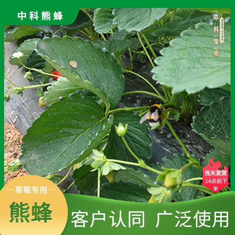 中科熊蜂草莓授粉大群带王优质大棚授粉熊蜂【厂家直发】