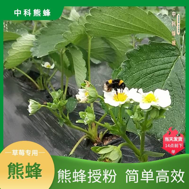 中科熊蜂草莓授粉熊蜂大群带王优质大棚授粉熊蜂【厂家直发】