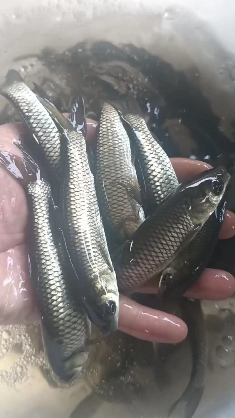 草鱼苗白草鱼苗大草鱼苗淡水养殖四大家鱼可食用鱼食草鱼，