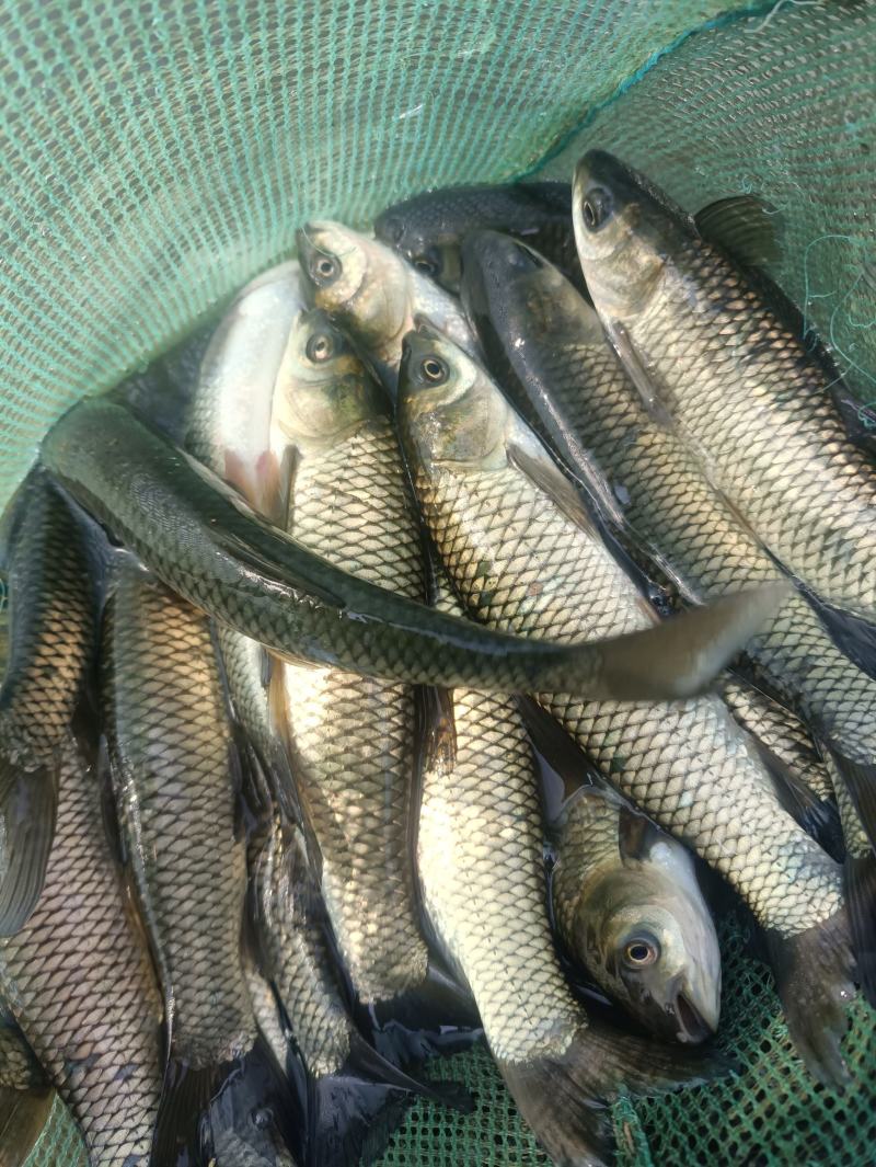 草鱼苗白草鱼苗大草鱼苗淡水养殖四大家鱼可食用鱼食草鱼，