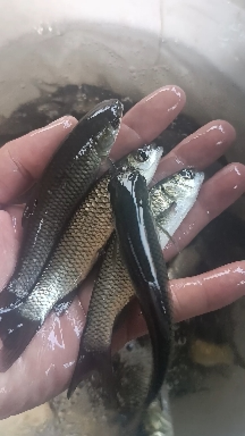 草鱼苗白草鱼苗大草鱼苗淡水养殖四大家鱼可食用鱼食草鱼，