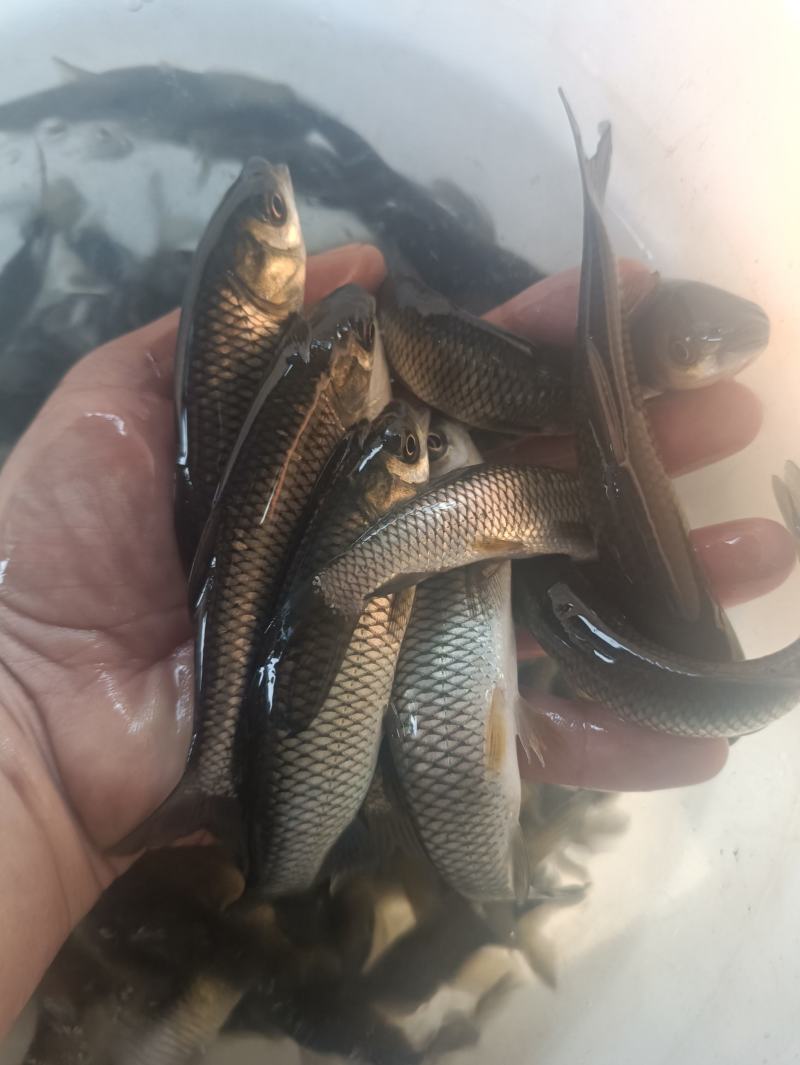 草鱼苗白草鱼苗大草鱼苗淡水养殖四大家鱼可食用鱼食草鱼，